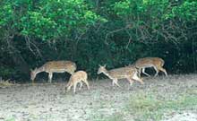 Wildlife Odisha Tour Packages