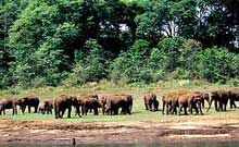 Thekkady Tour Packages